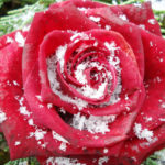 Eisrose