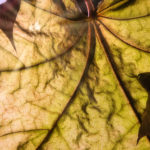 Adern der Natur