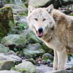 Der Wolf