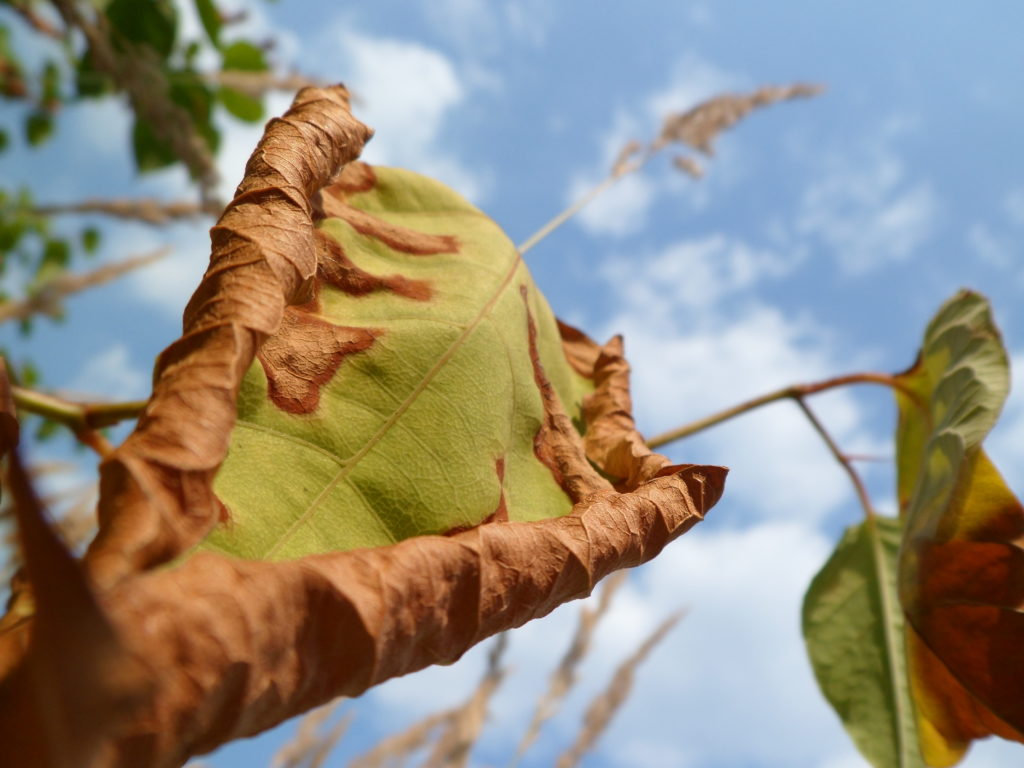 Sonniger Herbstag, großes, welkendes Lubblatt im Fokus