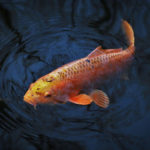 Der bessere Fisch